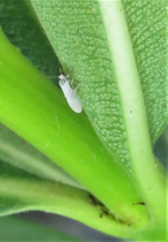 Coniopterygidae  da id.